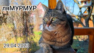 МурМурЛюбовь или 10.000 шагов к молодости - КОТоЖизнь 29 апреля 2023 г.