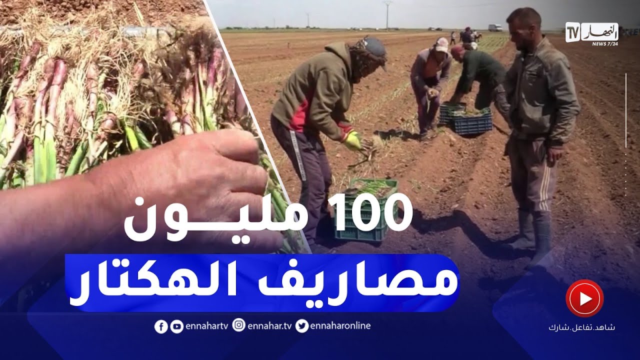 إنطلاق موسم زراعة البصل والهكتار يصل إلى 100 مليون سنتيم كمصاريف بتیارت
