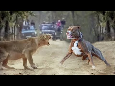 видео: Питбуль Разорвал Тигра! 100 Редких Битв Животных Снятых на Камеру