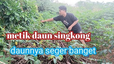 memetik daun singkong di kebun buat menu hari ini || @Bang Kadek channel