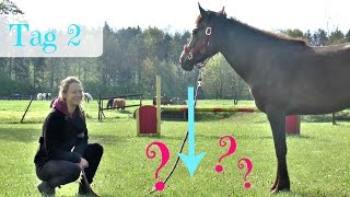 [Mustang Challenge] Tag 2  Ist Gras essbar? :D