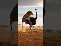 funny lion#🦩animals #shorts