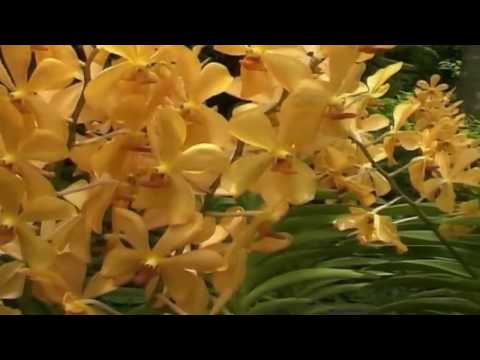 فرقة النسيم بالرديف