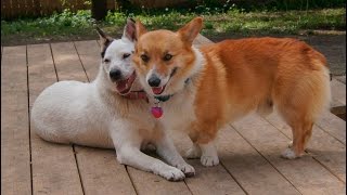 Handsome Hank - The Corgi