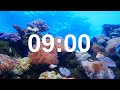 9 Minute Timer Relaxing Music Lofi Fish Background 