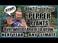 Overwintering Peppers - Grow This Year's Peppers again NEXT YEAR!