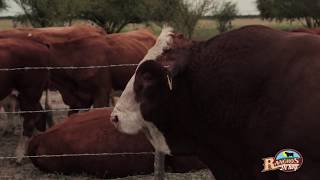 RANCHO RIO ESCONDIDO SIMMENTAL