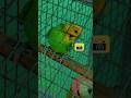 VIDEO LEAK 😭 ! #youtube #birds #budgies #shortvideo #shorts