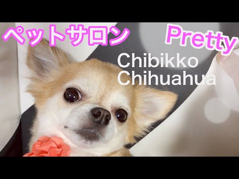 トリミングしてロングコートチワワの可愛さ倍増