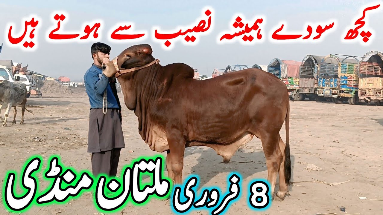 Today Multan Cow Mandi Fresh Latest Update | Cholistani Brahman & Sahiwal Bachre | Cow Mandi 2025🔥