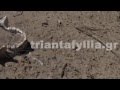 ΒΙΝΤΕΟ – ΣΟΚ: Βρέθηκαν ανθρώπινα οστά στην Ηλεία!