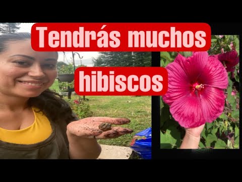 Video: Propagación de hibisco: consejos para cultivar esquejes y semillas de hibisco