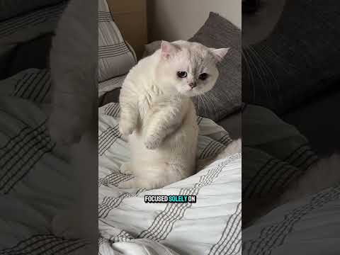 stay focus 👀 #funnycats #videosviral #shorts