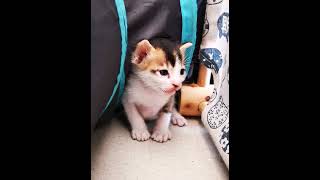 cute cat