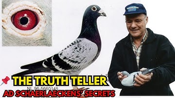 How Ad Schaerlaeckens Transformed the Pigeon Sport | Racing Pigeon Documentary