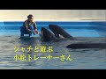 小松トレーナー　シャチと遊ぶトレーナーさん　Playing with Orcas (Trainer--Komatsu)