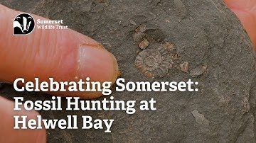 Celebrating Somerset: Fossil Hunting at Helwell Bay