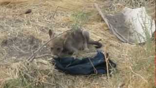 Indian Wolf Cub