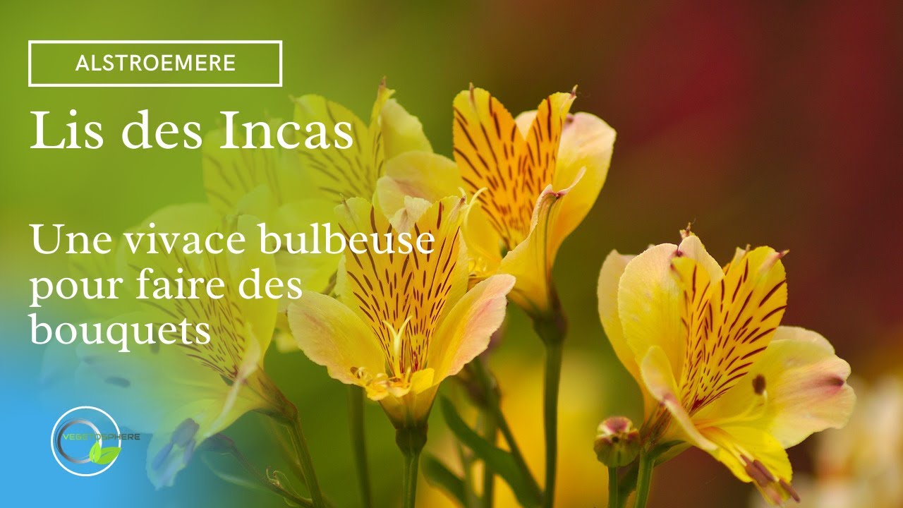 Alstrœmere, Lys des Incas  #alstroemeria #garden #lys #vegetosphere