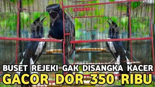 REJEKI NOMPLOK DAPET KACER GACOR DOR CUMA 350 RIBU DIPASAR BURUNG PRAMUKA
