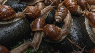 The Tiny Hunter: Watching a Snail Use its 20,000 Teeth to Eat | Microscopic Foraging