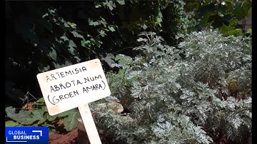 South African start-up uses AI to revolutionize plant-based medicine