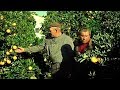 Naranjas de España (1968) - Documental sobre el cultivo de naranjas en Valencia -  Naranjas Spania,