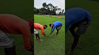 The Truth About Stadium Grass #shorts