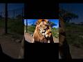 Smoking Lion 😂😂 | Machis milegi kya 😁 #viral #memes #jungle #lion #wildlife #fyp #edits #shorts
