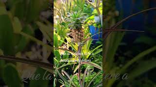 Planta arboles #natura #art #piña #plantatodo