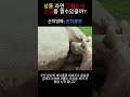 성룡 과연 코뿔소의 모유를 짤수있을까?#성룡 #판다 #액션영화 #팝콘무비 #성룡신작 #코뿔소 #영화  #영화추천 #영화리뷰 #코믹영화 #용병