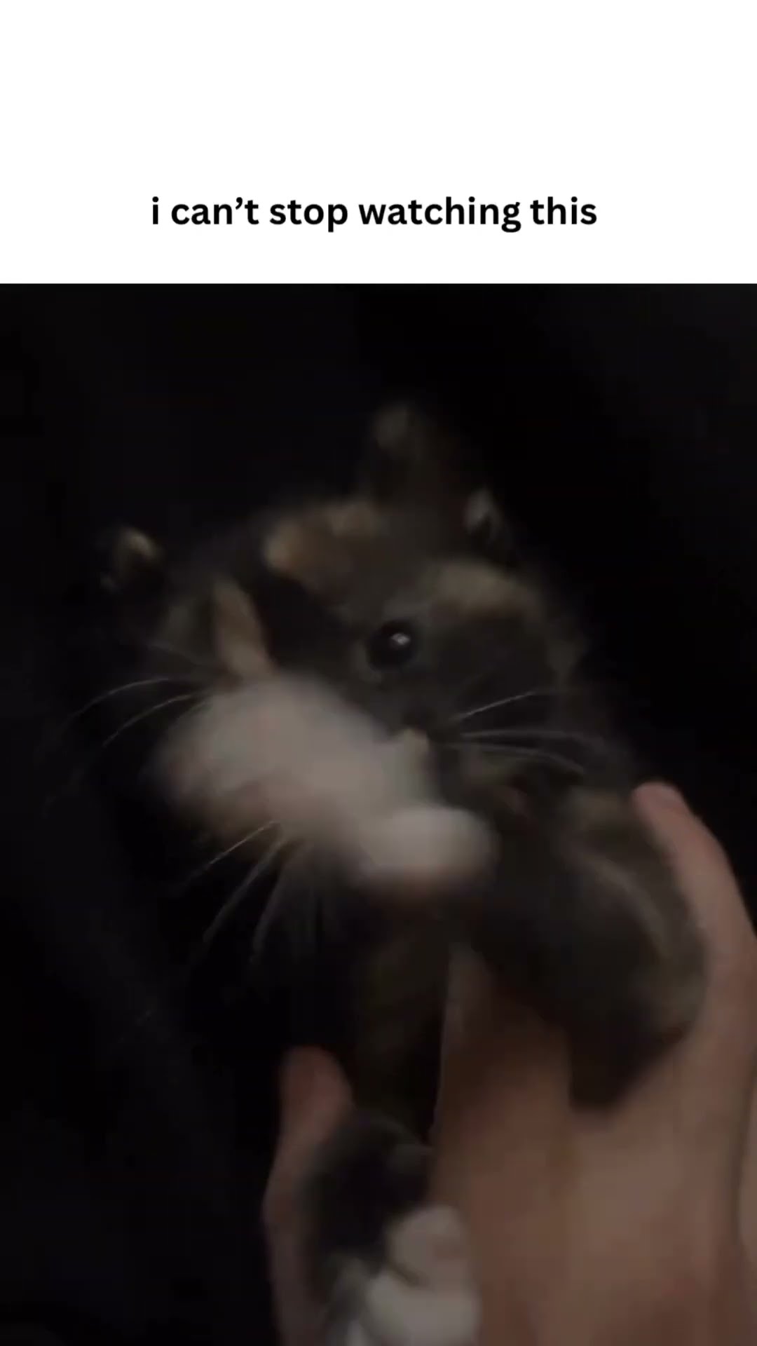 The adorable Kittyo is like free me