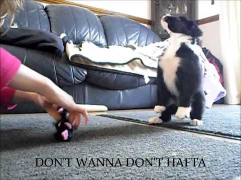 500-days-of-venture;-our-journey-through-susan-garrett's-puppy-peaks