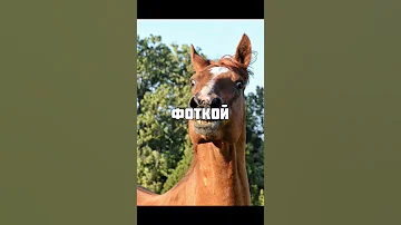 Кто впервые приручил лошадь?😲🤔