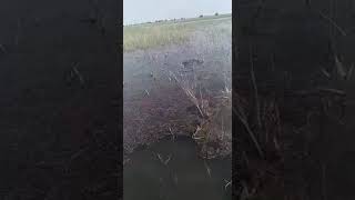 Замор рыбы в селе Мултаново Астраханской области - фейк