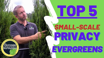TOP 5 | Small-Scale Privacy Evergreens | 🌲