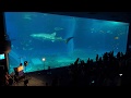 Capture de la vidéo 沖縄美ら海水族館×安室奈美恵！引退の夜に安室さん名曲のサックス演奏会が開催