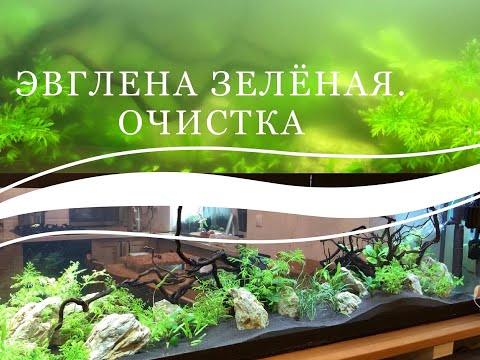 Эвглена зелёная. Очистка мутной воды в аквариуме на 700 литров до кристальной.