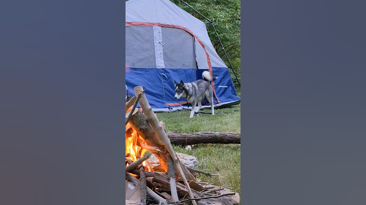 CAMPING with my DOG!