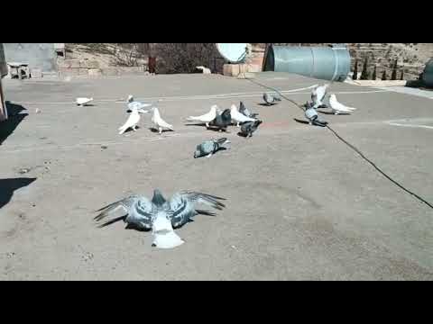Mardin eski soy damızlık kümesinden ufak bi görsel