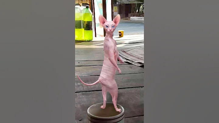 Video 8264691: dancing sphynx cat, cats catlover cute funny, cat cute tom