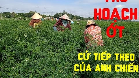 THU HOẠCH ỚT CỬ TIẾP THEO CỦA ANH CHIẾN