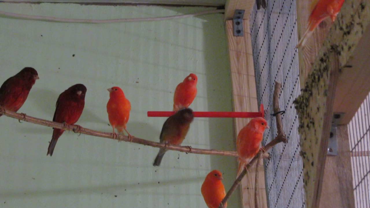 У канареек зеленая окраска оперения. Канарейки l щеглы. Не канарейки и щеглы. Канарейки и щеглы Информатика. Размножение канарейки с щеглом