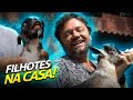 OS BEBES DE COELHOS E CABRAS NASCERAM! | A CASA DOS BICHOS