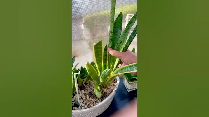 DIY Indoor Plant Decor & Grow in Water #plantsdecor #homedecor #housepl#diy #indoorplants #nature