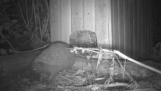 First Sight Of Our New Hedgehog 19.5.2016