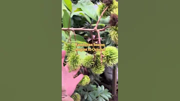 Https Vt Tiktok Com ZSHstMYbdHT3D KwOcq 