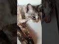 Cat in Huai Kwang!【Thai❤Cat House】6Apr2022 #shorts #cat #แมว #ネコ #ペット #pet #kitten #kucing