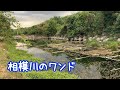 相模川の水がきれいなワンド、何がいる?