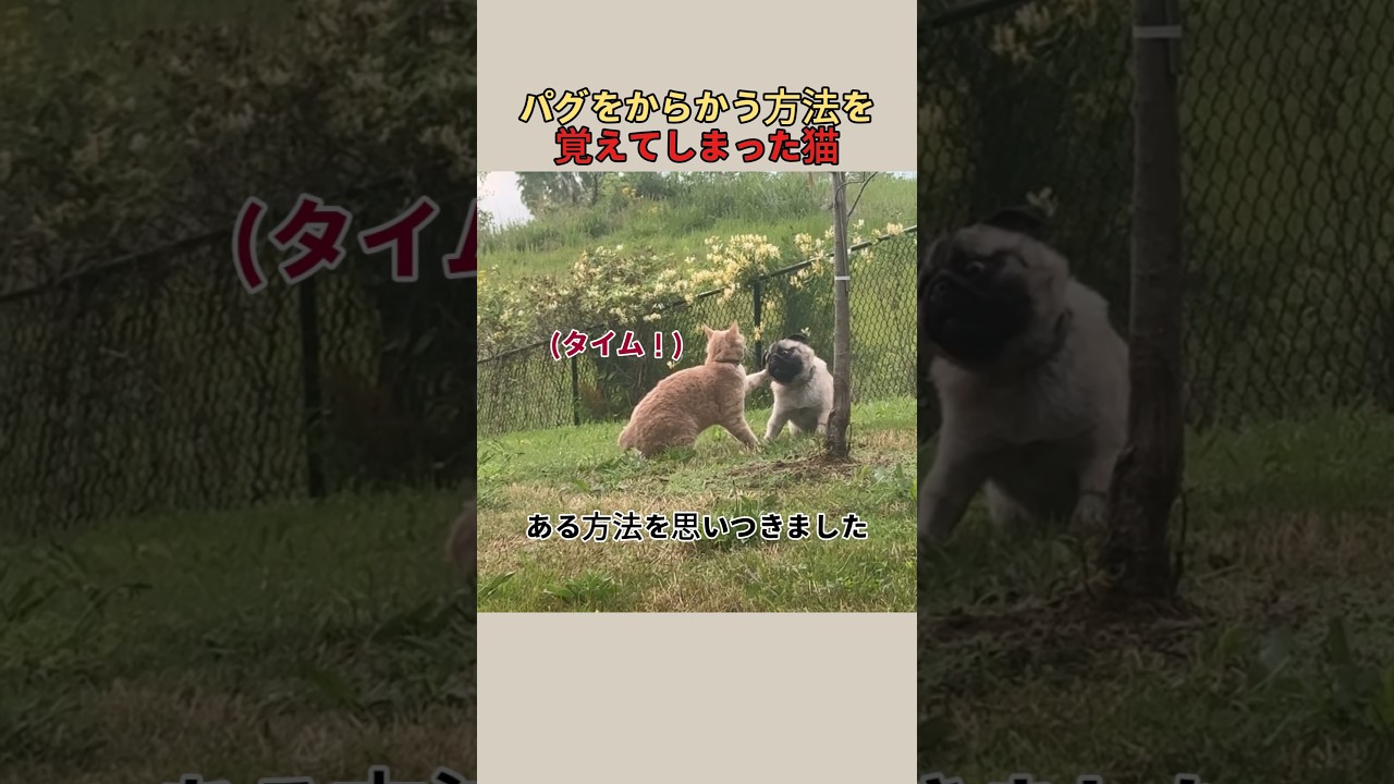 PUG`sパパです。 A single-father pug! Not good at housework